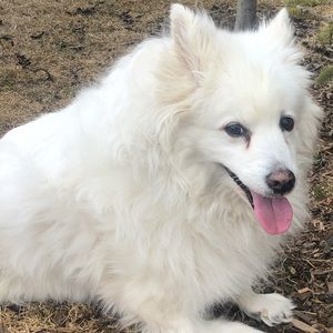 Meet your Posher, Siying